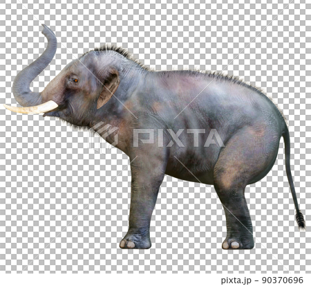 インドゾウ☆Indian Elephant 90370696