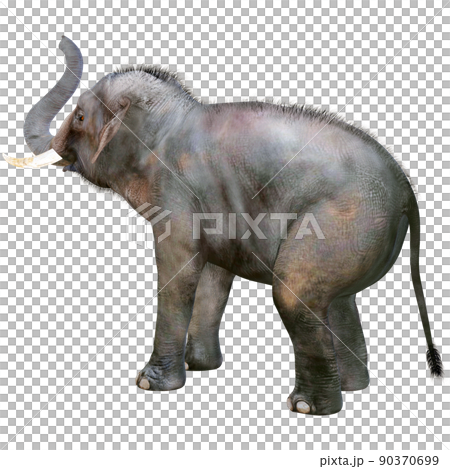 Indian elephant ☆ Indian Elephant Indian elephant ☆ Indian Elephant 90370699