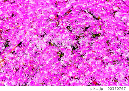 マツバギク　絨毯のような松葉菊群生 90370767