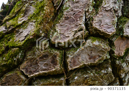 木の樹皮のテクスチャパターン（クロマツ） 90371135