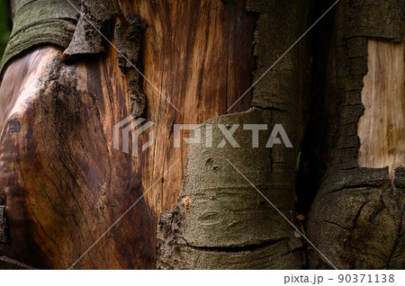 木の樹皮のテクスチャパターン(モッコク) 木の樹皮のテクスチャパターン(モッコク) 90371138