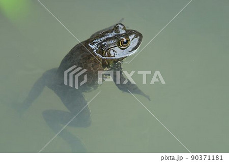 ウシガエルの立ち泳ぎ ウシガエルの立ち泳ぎ 90371181