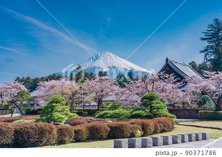 (静岡県)桜満開の大石寺庭園と富士山 (静岡県)桜満開の大石寺庭園と富士山 90371786