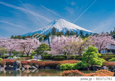 (静岡県)桜満開の大石寺庭園と富士山 (静岡県)桜満開の大石寺庭園と富士山 90371791