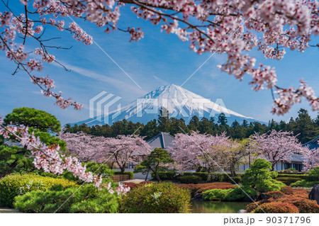 （静岡県）桜満開の大石寺庭園と富士山 90371796