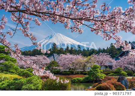 (静岡県)桜満開の大石寺庭園と富士山 (静岡県)桜満開の大石寺庭園と富士山 90371797