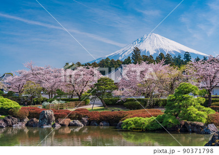 (静岡県)桜満開の大石寺庭園と富士山 (静岡県)桜満開の大石寺庭園と富士山 90371798