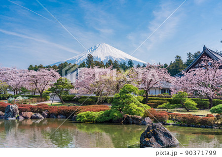 （静岡県）桜満開の大石寺庭園と富士山 90371799