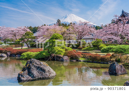 （静岡県）桜満開の大石寺庭園と富士山 90371801