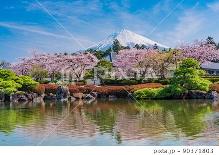 （静岡県）桜満開の大石寺庭園と富士山 90371803