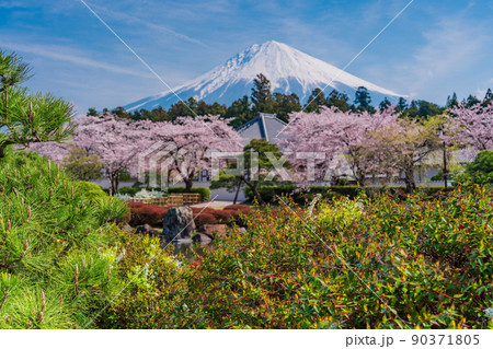 (静岡県)桜満開の大石寺庭園と富士山 (静岡県)桜満開の大石寺庭園と富士山 90371805