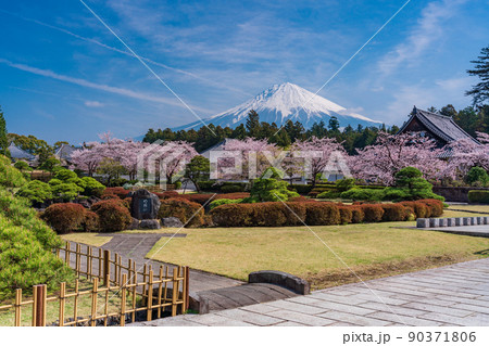 (静岡県)桜満開の大石寺庭園と富士山 (静岡県)桜満開の大石寺庭園と富士山 90371806