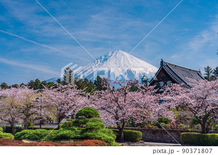 （静岡県）桜満開の大石寺庭園と富士山 90371807