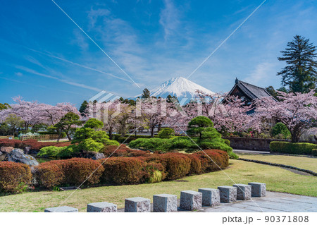 (静岡県)桜満開の大石寺庭園と富士山 (静岡県)桜満開の大石寺庭園と富士山 90371808