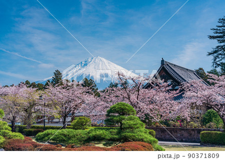 （静岡県）桜満開の大石寺庭園と富士山 90371809
