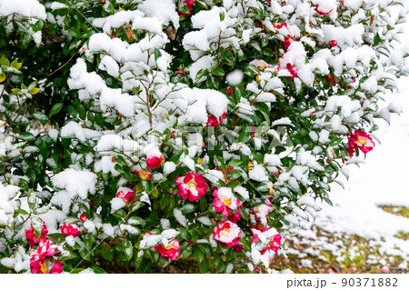 京都 椿と雪 京都 椿と雪 90371882