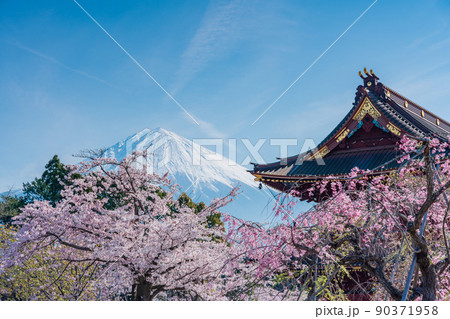 (静岡県)桜満開の大石寺三門と富士山 (静岡県)桜満開の大石寺三門と富士山 90371958