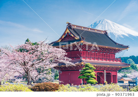 （静岡県）桜満開の大石寺三門と富士山 90371963