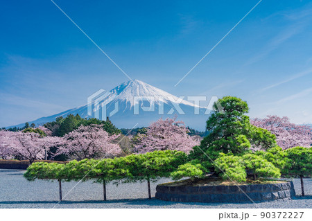(静岡県)大石寺境内の松・桜、富士山 (静岡県)大石寺境内の松・桜、富士山 90372227