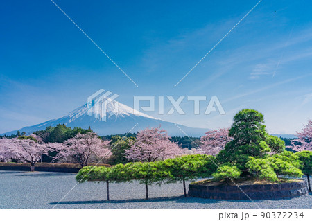 （静岡県）大石寺境内の松・桜、富士山 90372234