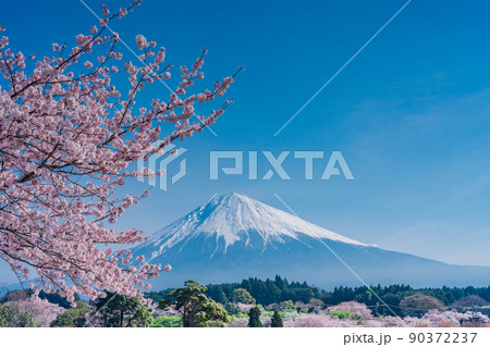 （静岡県）大石寺境内の松・桜、富士山 90372237