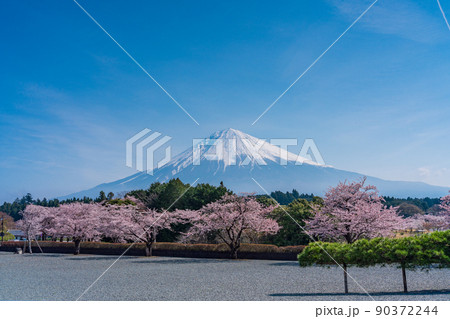 （静岡県）大石寺境内の松・桜、富士山 90372244