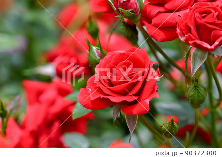 真っ赤な薔薇 90372300