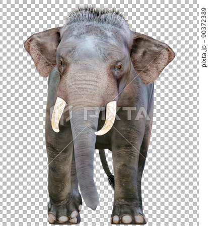 インドゾウ☆Indian Elephant 90372389