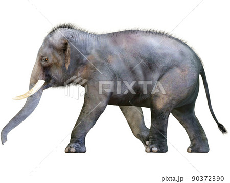 インドゾウ☆Indian Elephant 90372390