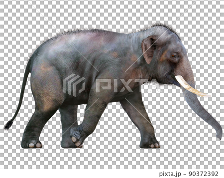 印度象 ☆ 印度象 90372392