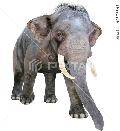 インドゾウ☆Indian Elephant 90372393
