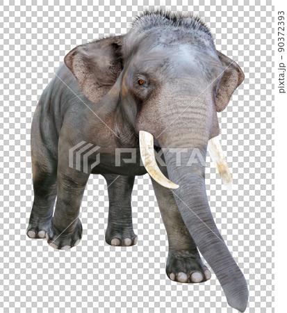 印度象 ☆ 印度象 90372393