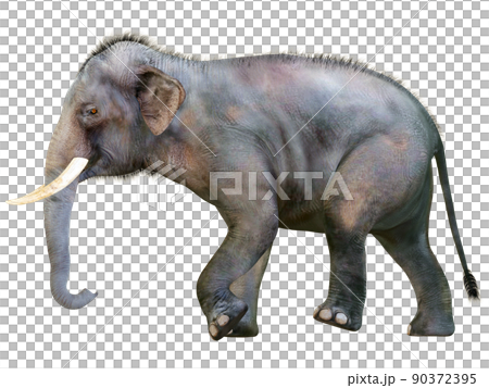 印度象 ☆ 印度象 90372395