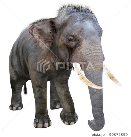 インドゾウ Indian Elephantのイラスト素材