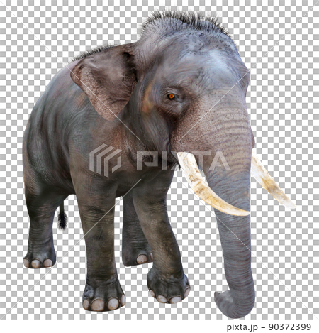 インドゾウ☆Indian Elephant 90372399