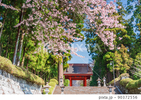 （静岡県）桜満開の大石寺境内　二天門 90372556