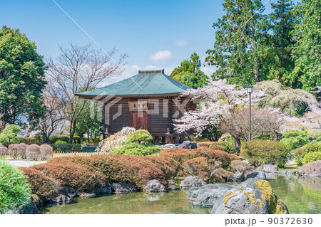 （静岡県）桜満開の大石寺庭園　多宝蔵 90372630