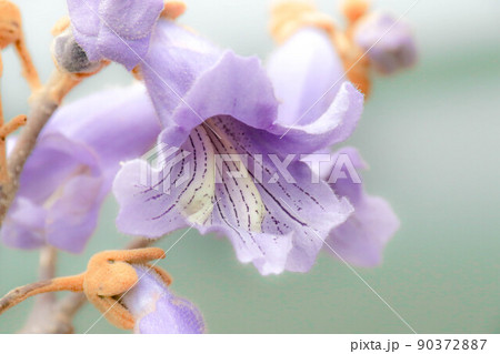 桐の花のクローズアップ 90372887