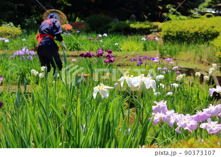 花ショウブと花摘み娘　初夏 90373107