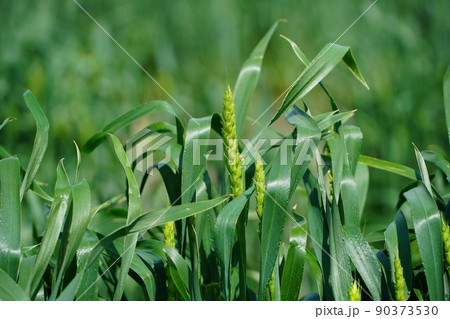 コムギ（クローズアップ） 90373530