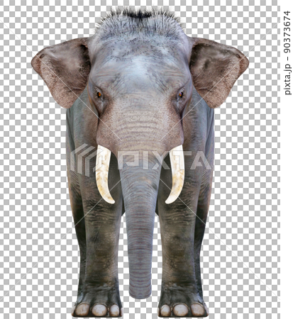 印度象 ☆ 印度象 90373674