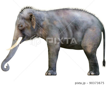 インドゾウ☆Indian Elephant 90373675