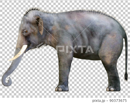 インドゾウ☆Indian Elephant 90373675