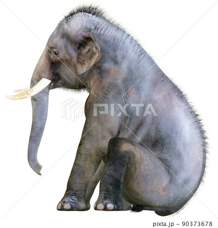 インドゾウ☆Indian Elephant 90373678