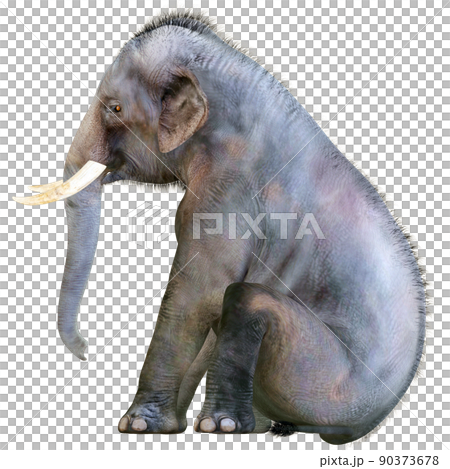 印度象 ☆ 印度象 90373678