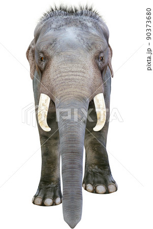 インドゾウ☆Indian Elephant 90373680