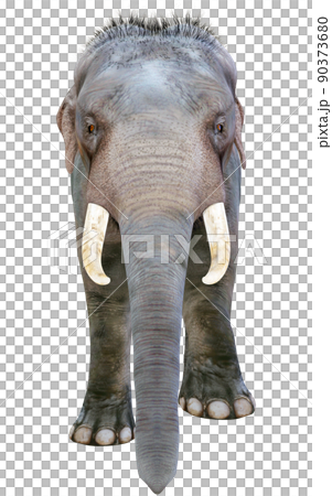 印度象 ☆ 印度象 90373680