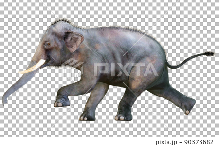 印度象 ☆ 印度象 90373682