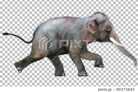 印度象 ☆ 印度象 90373683