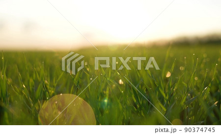 ears of green wheat on the field sunset. wheat agriculture harvesting agribusiness concept. walk in large wheat field. large harvest of wheat in summer lifestyle on the field landscape ears of green wheat on the field sunset. wheat agriculture harvesting agribusiness concept. walk in large wheat field. large harvest of wheat in summer lifestyle on the field landscape 90374745